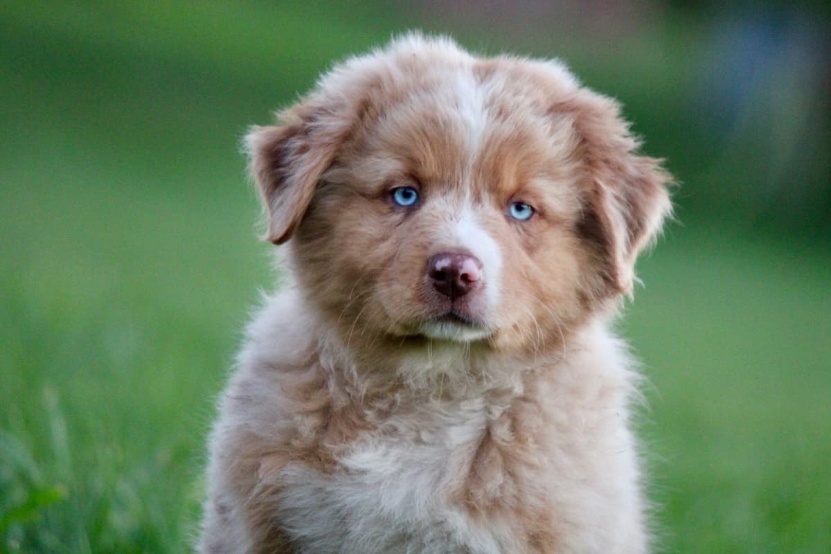 "Picnic Litter" - Australian Shepherd Puppies breeder image 3