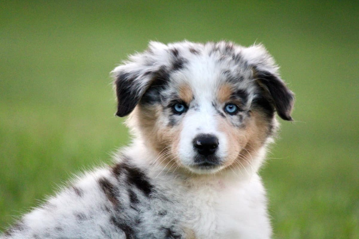 "Picnic Litter" - Australian Shepherd Puppies breeder image 4