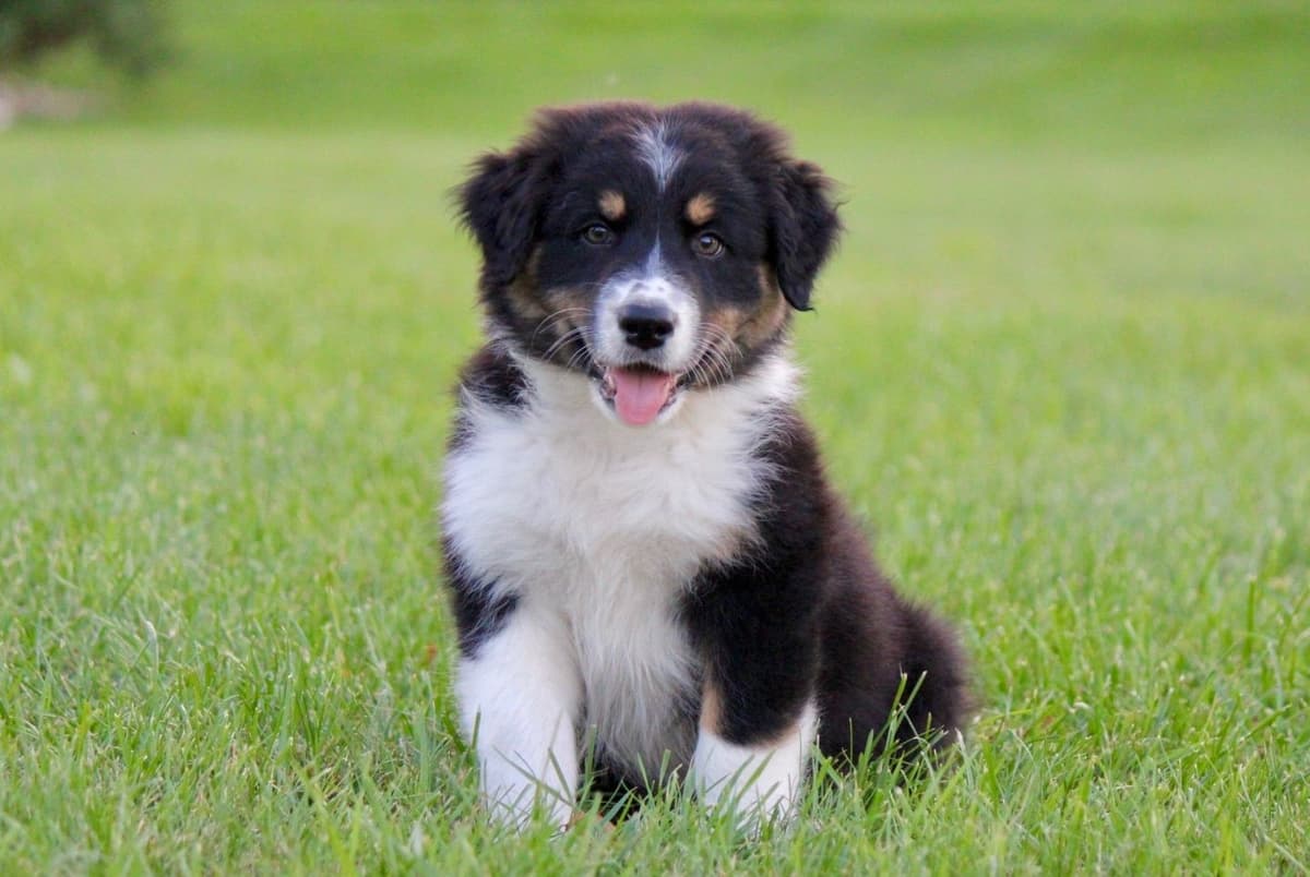 "Picnic Litter" - Australian Shepherd Puppies breeder image 5
