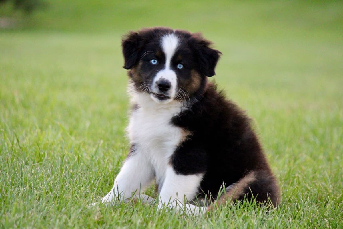 "Picnic Litter" - Australian Shepherd Puppies breeder image 6