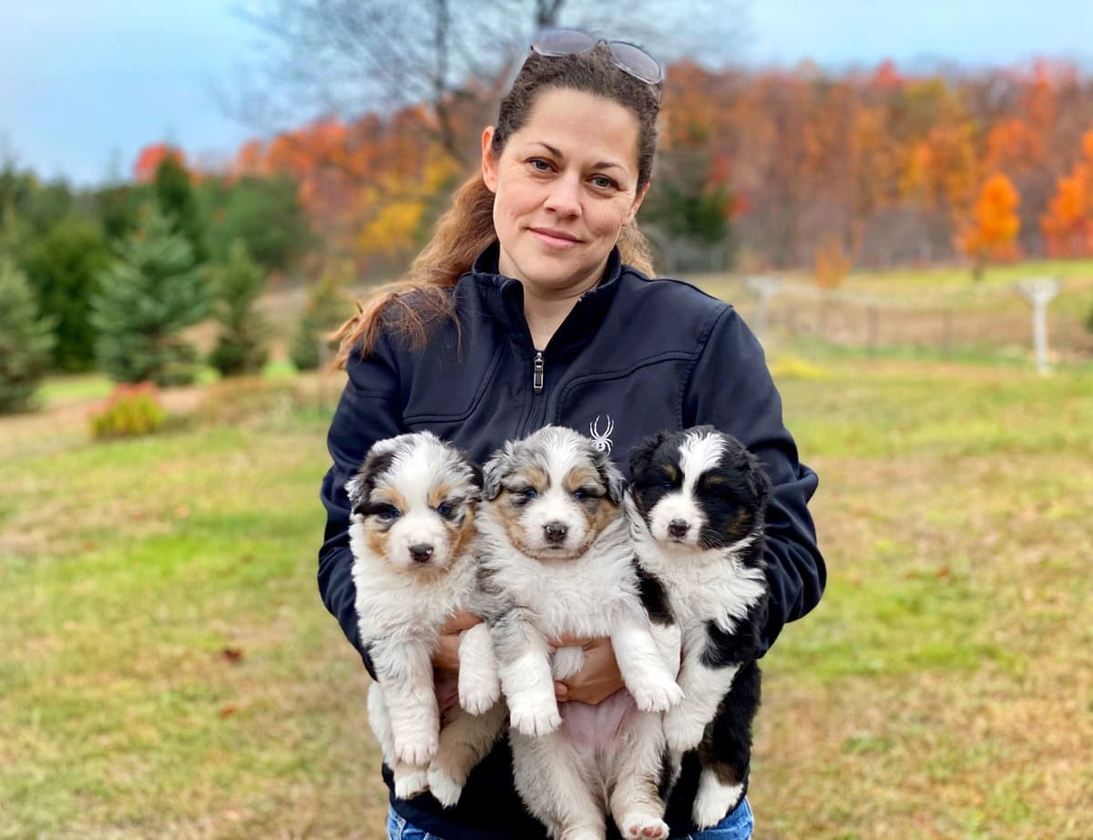 "Picnic Litter" - Australian Shepherd Puppies breeder image 7