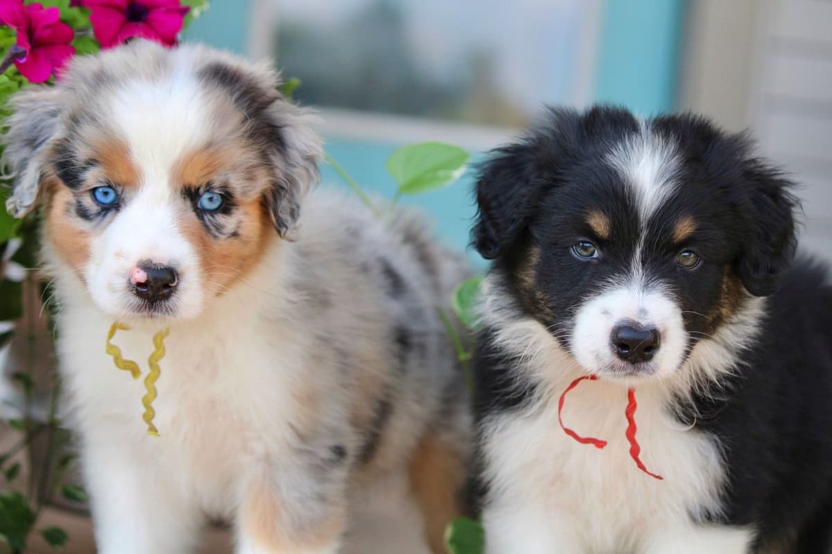 "Picnic Litter" - Australian Shepherd Puppies breeder image 8