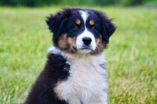 "Springtime Rain" Litter- Australian Shepherd Puppies media 2