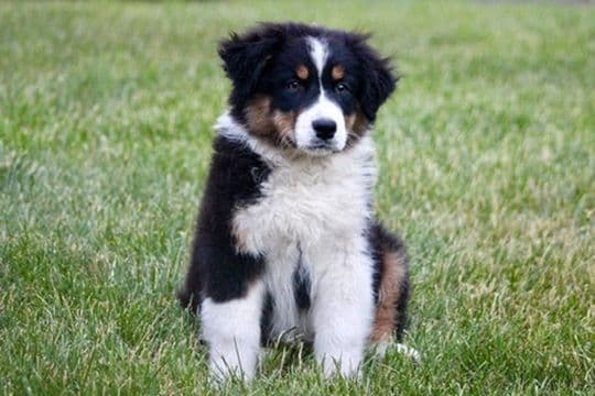 "Springtime Rain" Litter- Australian Shepherd Puppies media 3