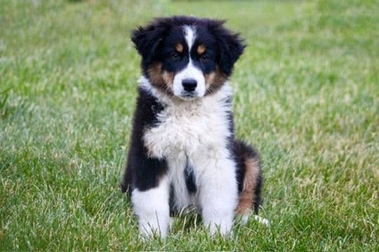 "Springtime Rain" Litter- Australian Shepherd Puppies media 4