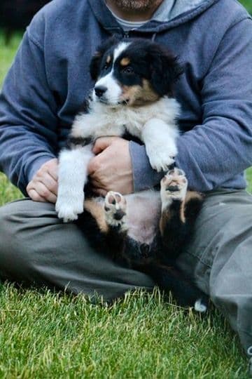"Springtime Rain" Litter- Australian Shepherd Puppies media 5