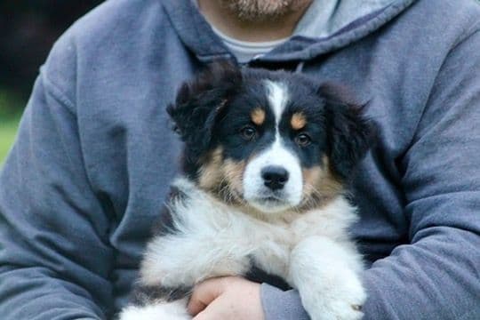 "Springtime Rain" Litter- Australian Shepherd Puppies media 6