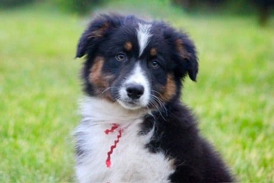 "Springtime Rain" Litter- Australian Shepherd Puppies media 7