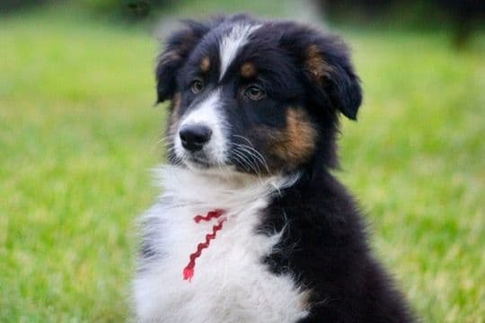 "Springtime Rain" Litter- Australian Shepherd Puppies media 8