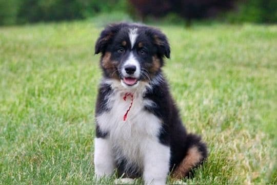 "Springtime Rain" Litter- Australian Shepherd Puppies media 10