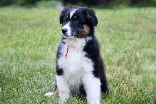 "Springtime Rain" Litter- Australian Shepherd Puppies media 11