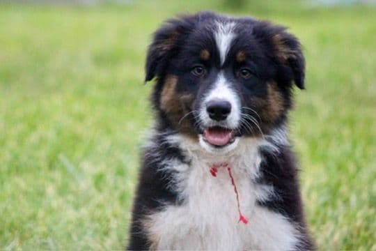 "Springtime Rain" Litter- Australian Shepherd Puppies media 12