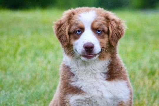 "Picnic Litter" -  Australian Shepherd Puppies media 2