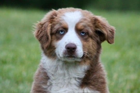 "Picnic Litter" -  Australian Shepherd Puppies media 3