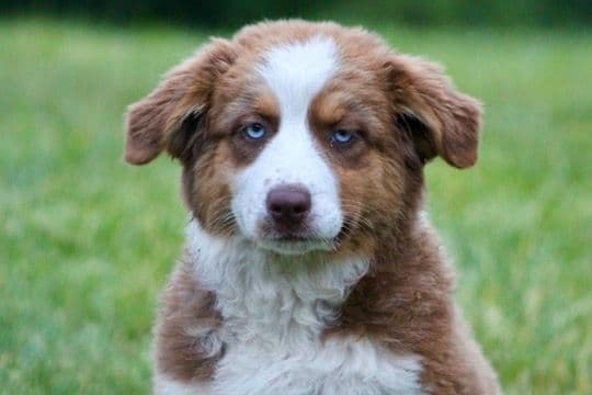 "Picnic Litter" -  Australian Shepherd Puppies media 5