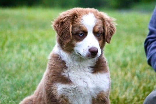 "Picnic Litter" -  Australian Shepherd Puppies media 6