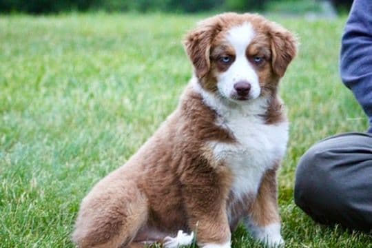 "Picnic Litter" -  Australian Shepherd Puppies media 7