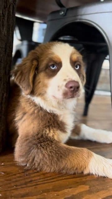 "Picnic Litter" -  Australian Shepherd Puppies media 8