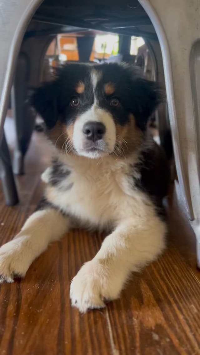 "Springtime Rain" Litter- Australian Shepherd Puppies media 13