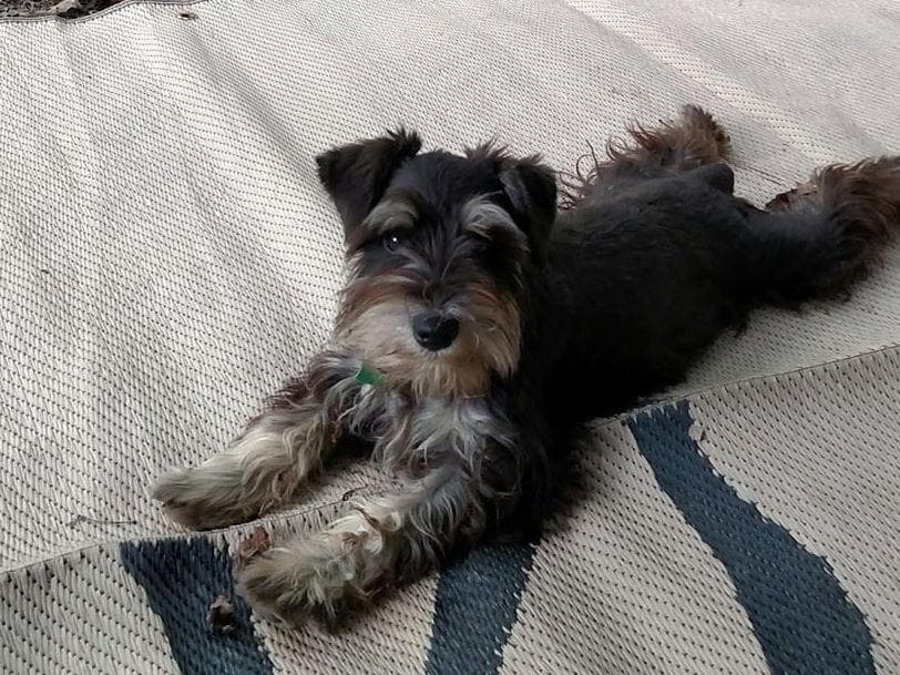 Miniature Schnauzer Puppies -Preservation Breeder breeder image 6