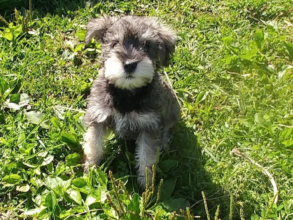 Miniature Schnauzer Puppies -Preservation Breeder breeder image 5