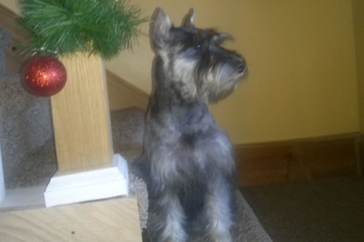 Miniature Schnauzer Puppies -Preservation Breeder breeder image 4