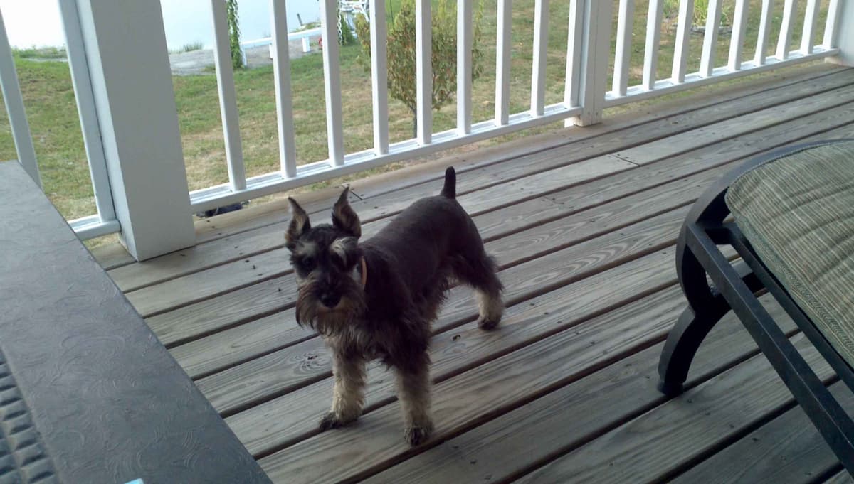 Miniature Schnauzer Puppies -Preservation Breeder breeder image 7