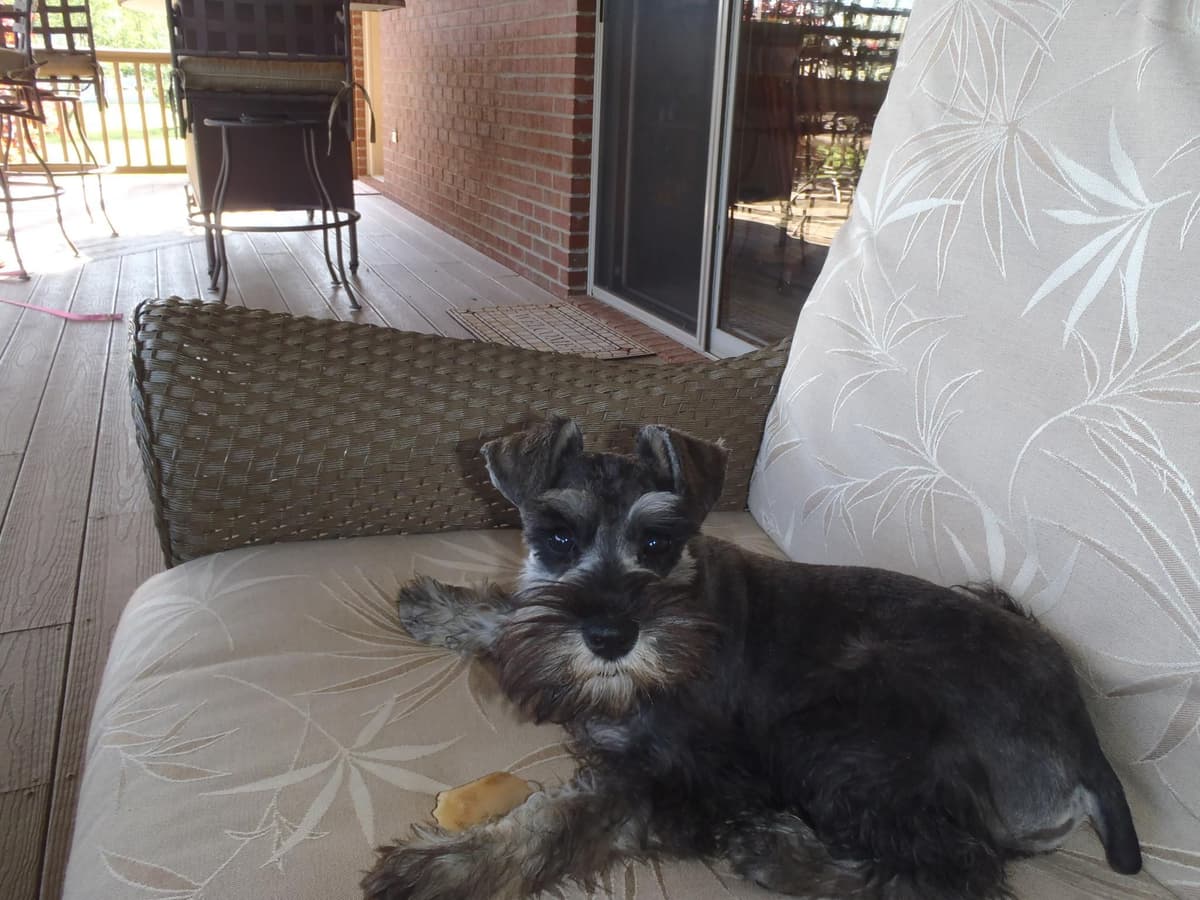 Miniature Schnauzer Puppies -Preservation Breeder breeder image 8