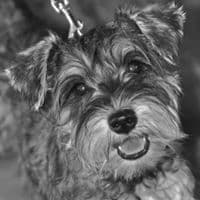 Miniature Schnauzer Puppies -Preservation Breeder breeder image 9
