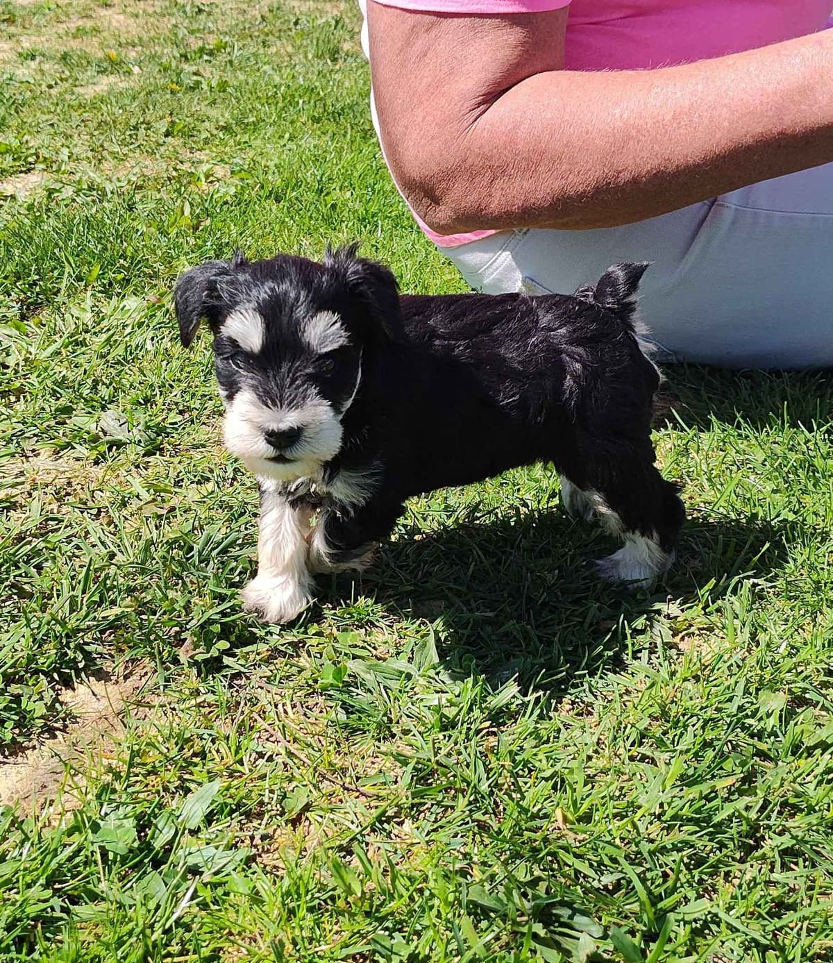 Miniature Schnauzer Puppies -Preservation Breeder breeder image 10