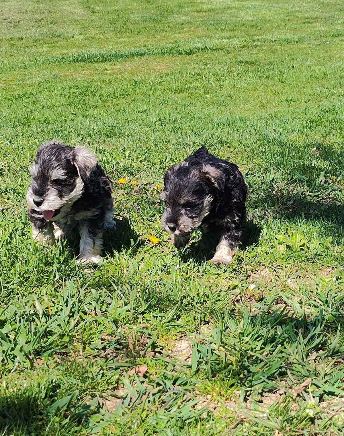 Miniature Schnauzer Puppies -Preservation Breeder breeder image 11