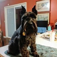 Miniature Schnauzer Puppies -Preservation Breeder breeder image 12