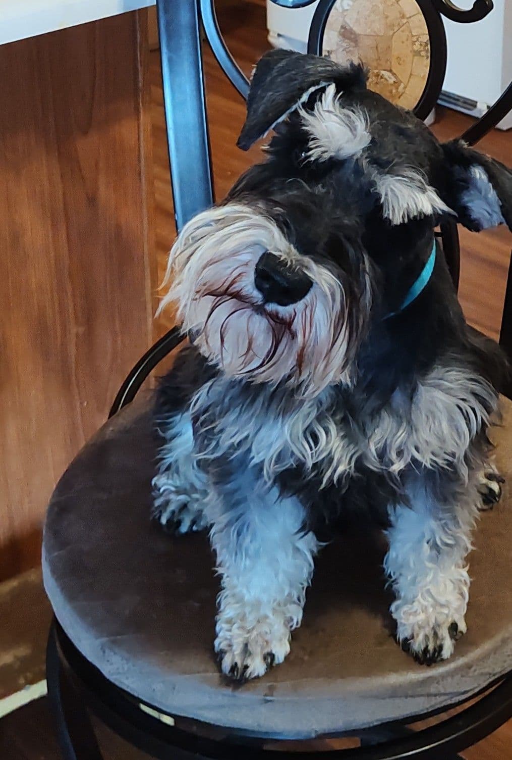 Miniature Schnauzer Puppies -Preservation Breeder breeder image 14