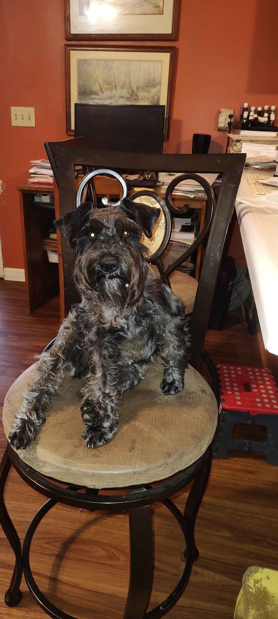 Miniature Schnauzer Puppies -Preservation Breeder breeder image 17