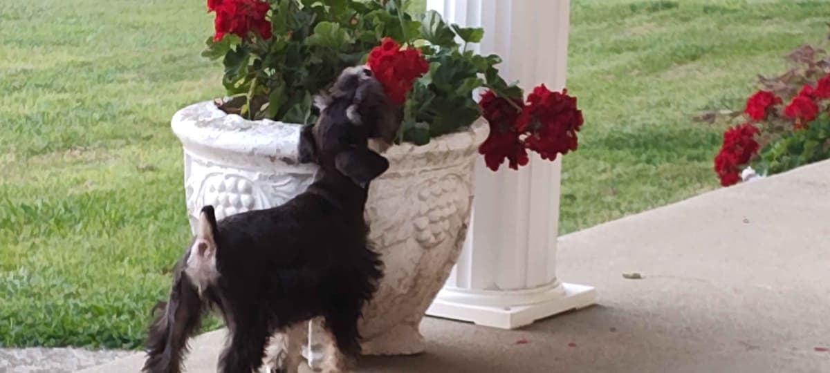 Miniature Schnauzer Puppies -Preservation Breeder breeder image 18