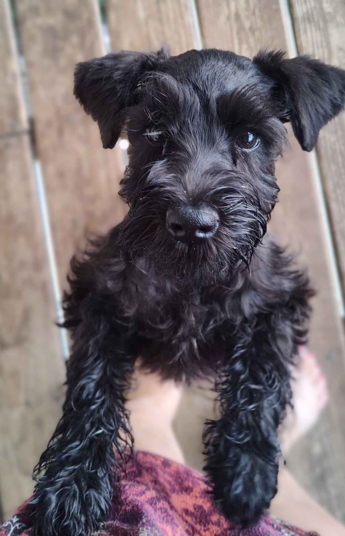 Miniature Schnauzer Puppies -Preservation Breeder breeder image 19