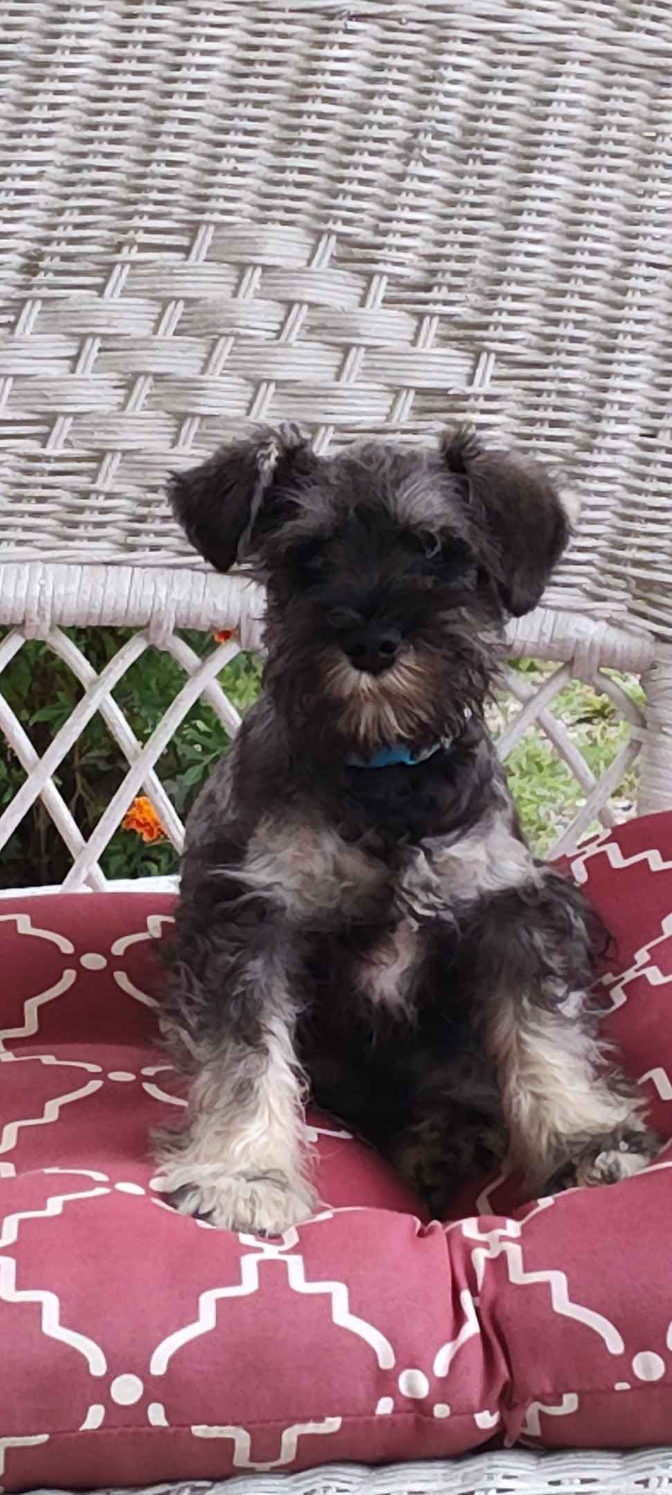 Miniature Schnauzer Puppies -Preservation Breeder breeder image 20