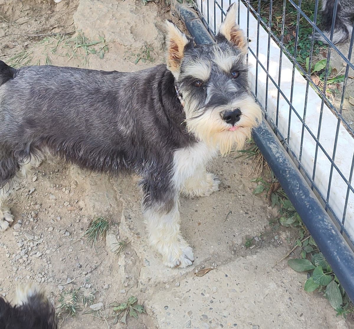 Miniature Schnauzer Puppies -Preservation Breeder breeder image 21