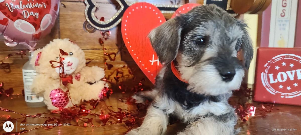Miniature Schnauzer Puppies -Preservation Breeder breeder image 22