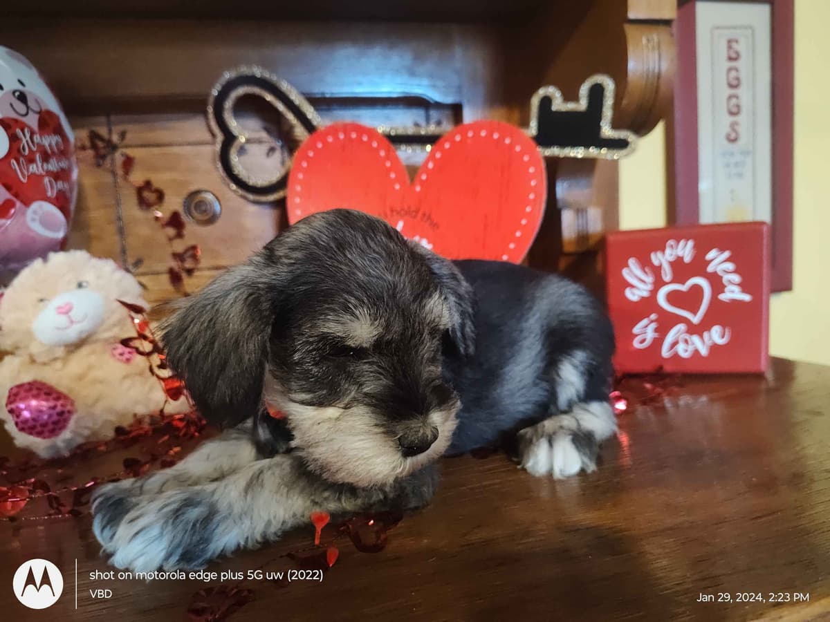 Miniature Schnauzer Puppies -Preservation Breeder breeder image 23