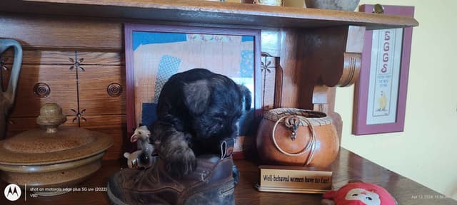 Miniature Schnauzer Puppies -Preservation Breeder media 2