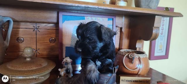 Miniature Schnauzer Puppies -Preservation Breeder media 3