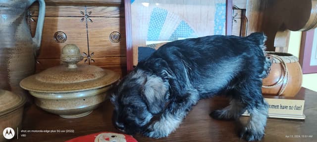Miniature Schnauzer Puppies -Preservation Breeder media 4