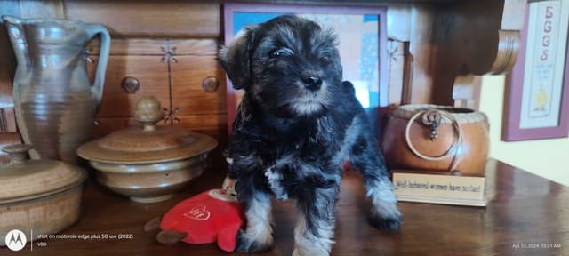 Miniature Schnauzer Puppies -Preservation Breeder media 5