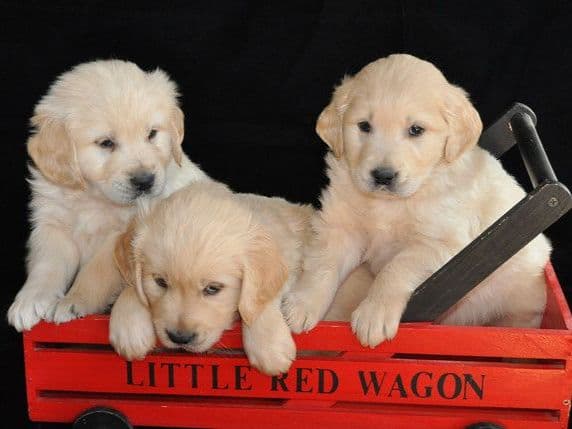 Cavalier King Charles Spaniel Puppies breeder image 18