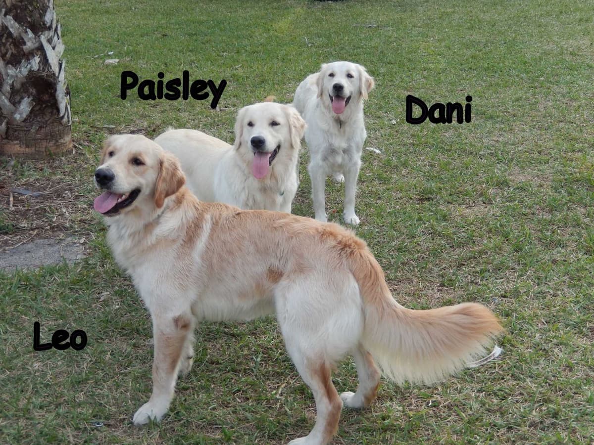 Cavalier King Charles Spaniel Puppies breeder image 23