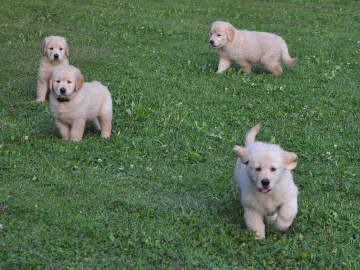 Cavalier King Charles Spaniel Puppies breeder image 31