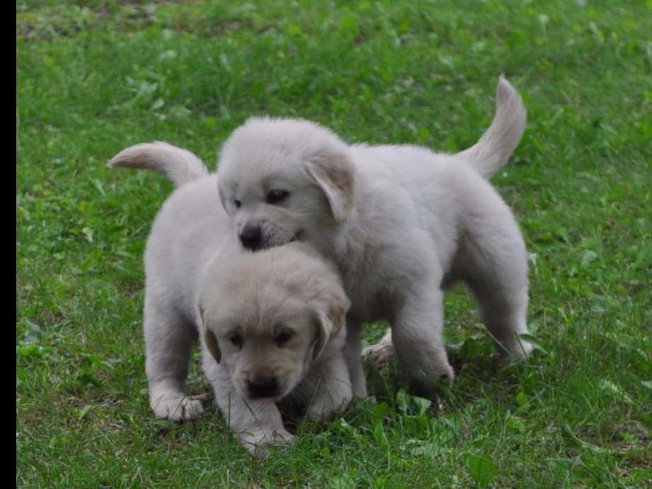 Cavalier King Charles Spaniel Puppies breeder image 33