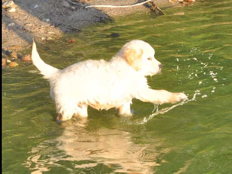 Cavalier King Charles Spaniel Puppies breeder image 35