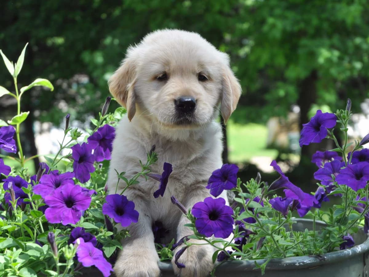 Cavalier King Charles Spaniel Puppies breeder image 38